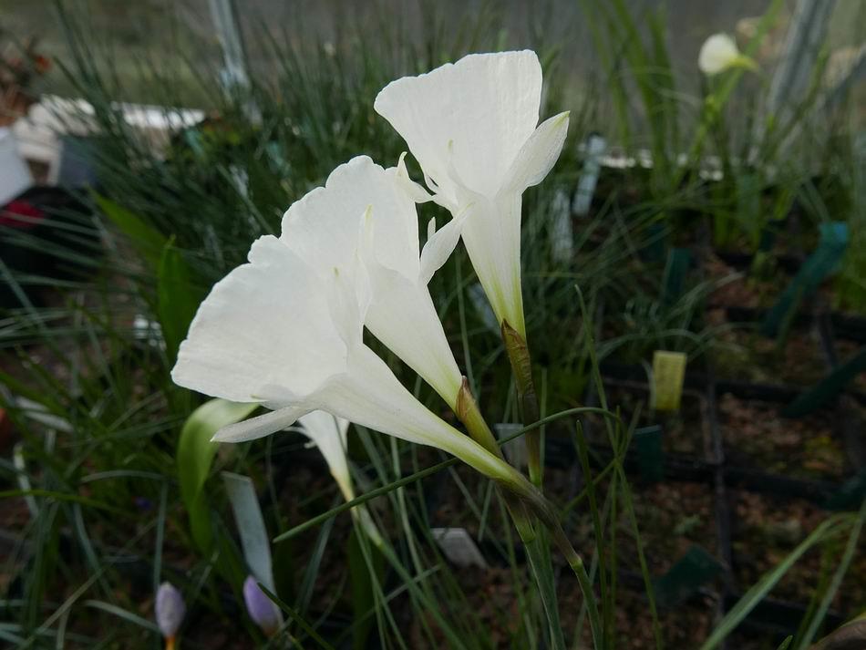 Narcissus albidus ssp. foliosus Narcissus albidus ssp.