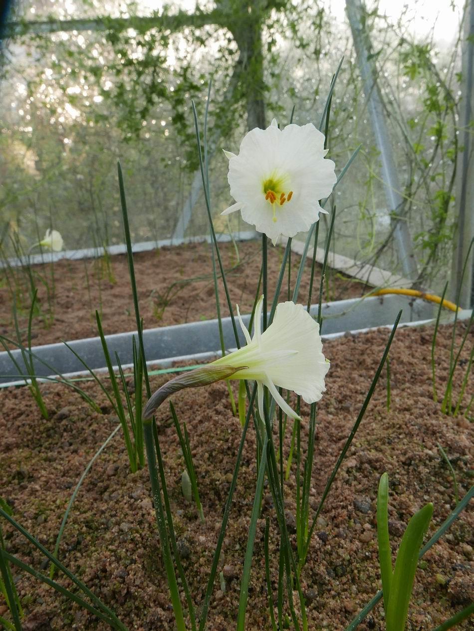 The majority of this group of Narcissus romieuxii