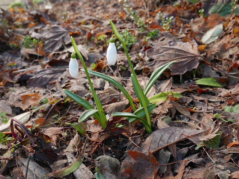 frosts Galanthus and