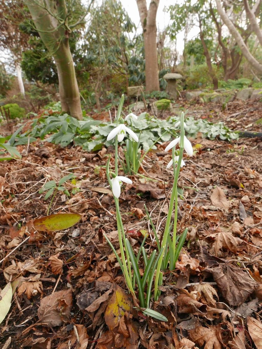 One day our temperature reached 12C warm enough for this small clump of Galanthus