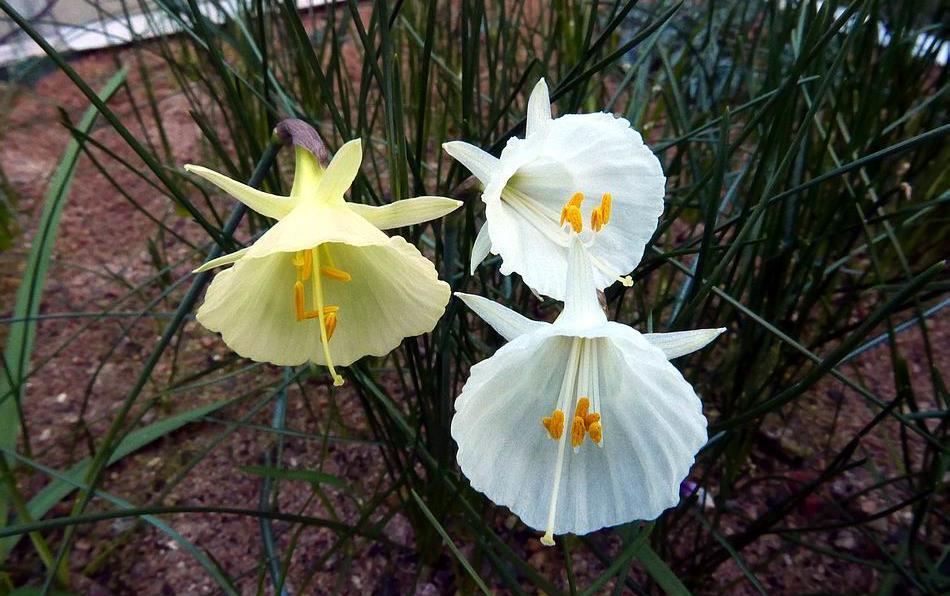 are nearly all hybrids involving Narcissus romieuxii, Narcissus cantabricus, Narcissus albidus and their allies.