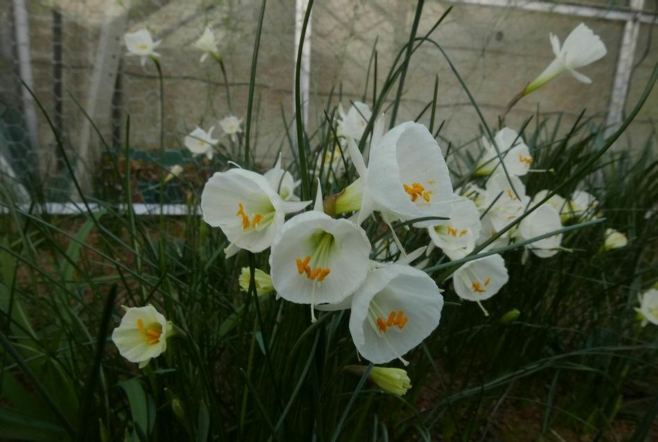 A few more images of my choice selection from the Narcissus seedlings currently in