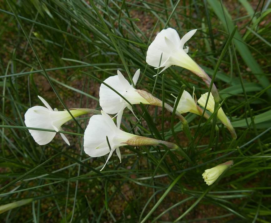 The majority of the flowers at the moment tend towards white many also