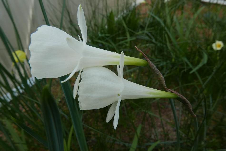 exerted this is the plant I have always known as Narcissus cantabricus foliosus
