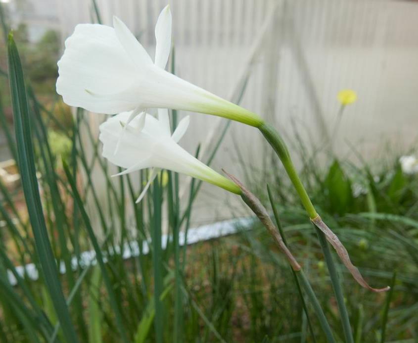 The length of the pedicel that sits between the scape and the flower is also a key feature of Narcissus cantabricus foliosus this is best seen when you pull back the papery membrane.