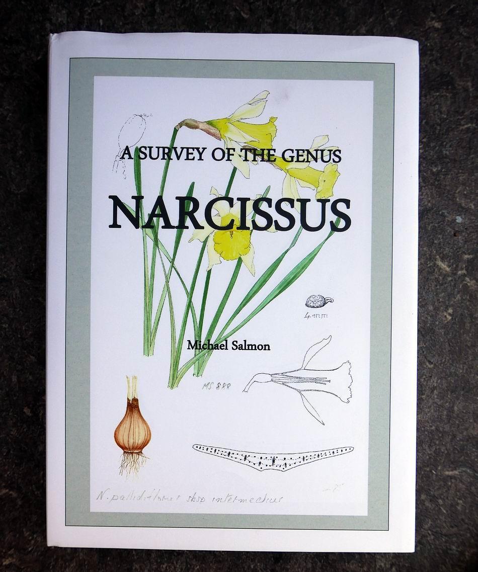 This is especially so in the group that grow in North Africa such as Narcissus cantabricus foliosus.