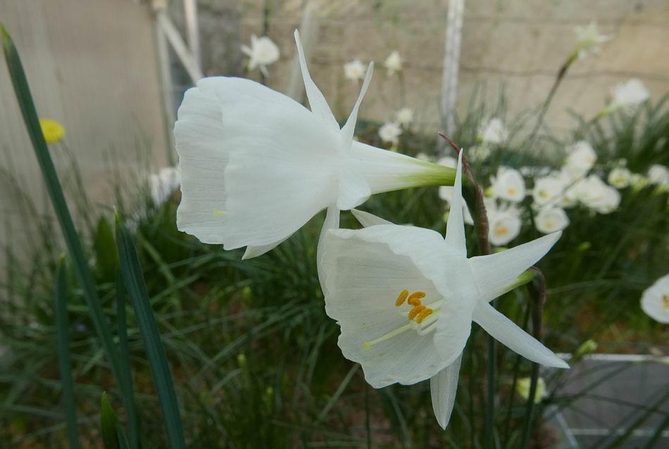 Narcissus albidus ssp. foliosus (M.