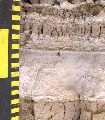 Tephra bed 12 at sites C and F.