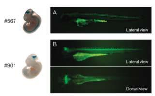 Significance of CNS Studies in Animals Functional constraint Regulatory function CNSs found near genes involved in regulation of transcription and development (Sandelin et al. 2004; Shin et al.