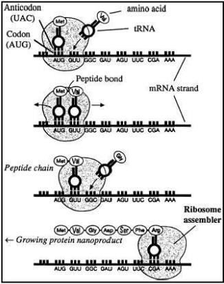 3. The ribosome forms a peptide bond between the amino acids, and an amino acid chain begins to form. 4.