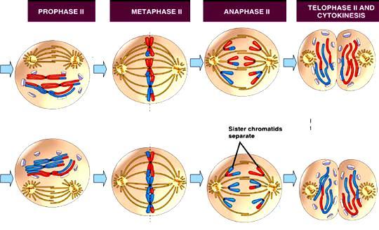 Telophase I & Cytokinesis o Chromosomes gather at the poles and cytokinesis begins.