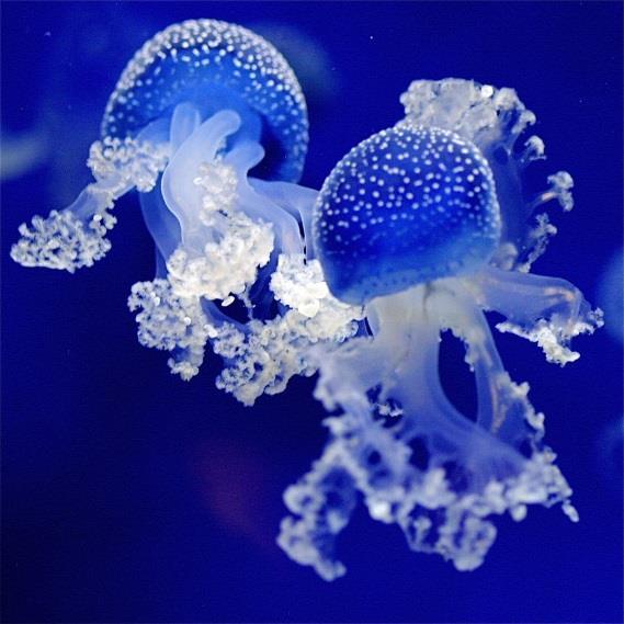 Cnidarians: Animals with Stinging Cells Phylum