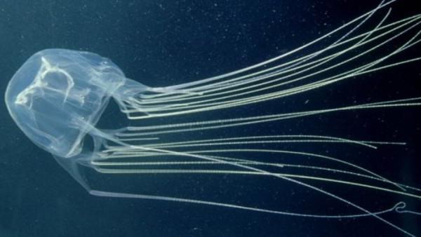 Nutrition and Digestion Jellyfish and box jellyfish are carnivorous Eat fish and