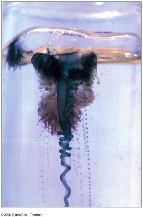 Examples of Dangerous Species Portuguese man o war (painful stings) Colony