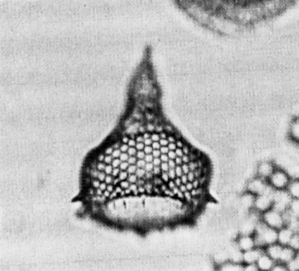 155 Anthocyrtidium angulare Nigrini Anthocyrtidium angulare Nigrini, 1971, p.445, pl.34.1, figs.
