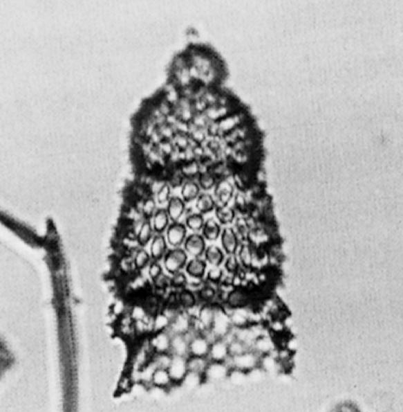 157 Artophormis barbadensis (Ehrenberg) Calocyclas barbadensis Ehrenberg, 1873, p.217; 1875, pl.18, fig.8 Artophormis barbadensis (Ehrenberg), Haeckel, 1887, p.