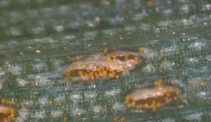 Introduction Stripe rust (Puccinia striiformis f. sp. tritici) is an important disease of wheat (Triticum aestivum L.), especially in cool climates.