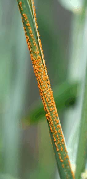 Symptoms The first sign of stripe rust is the appearance of yellow streaks (pre-pustules),