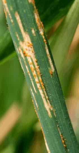 4b 4a Figure 4. Mature symptoms of stripe rust. Infected plant tissue becomes brown and dry. Conditions Favoring the Disease Puccinia striiformis f. sp.