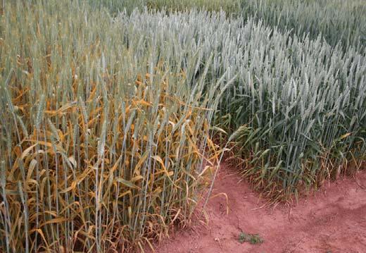 Genetic Control Use of resistant varieties is the best way to control wheat losses to stripe rust.