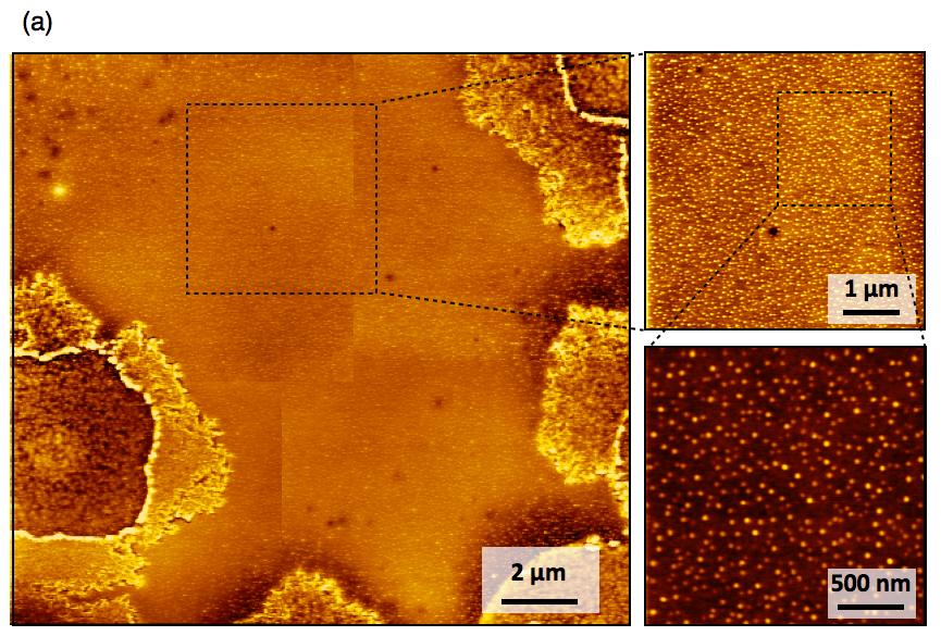 Figure S5 (a) AFM images of C 60 PCD complex obtained by
