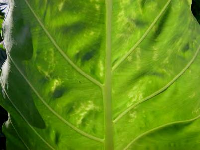DsMV was found in Colocasia, commonly in Alocasia, but more rarely in Xanthosoma.