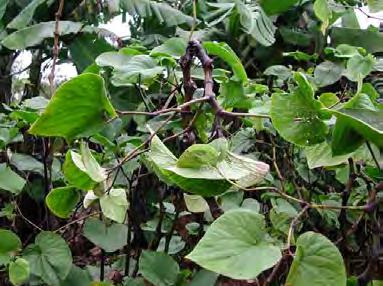 However, Soane Taula (Research Officer, MAF) said that these plants invariably died at maturity.