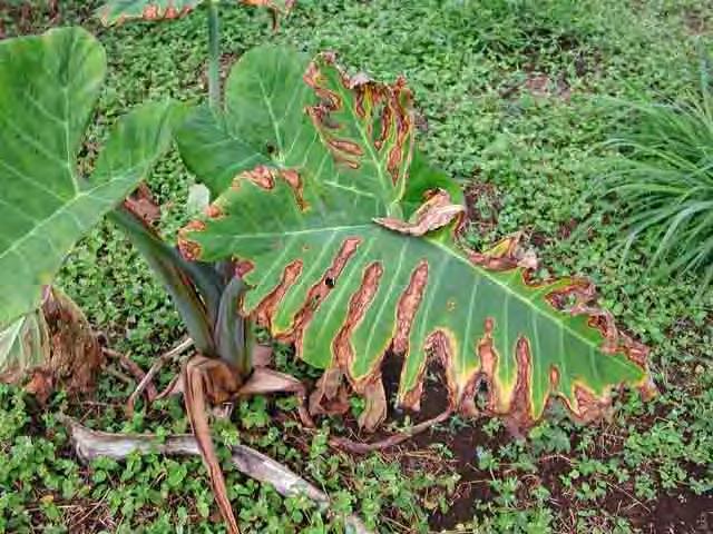 Other diseases Kava wilt Kava dieback was seen at two locations, near Vaini Research Station, Tongatapu and at MAF station, Fatai.