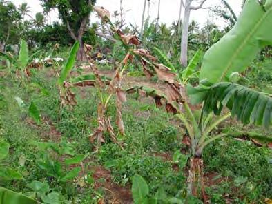Fig. 6 A row of 2-3 month-old wilted banana plants (plantain variety) at Leimatu a, Vava u Fig.