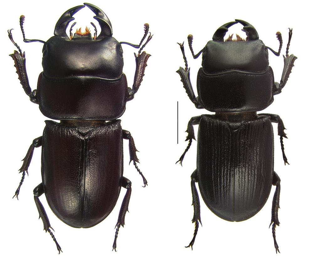 Stag beetles of the genus Dorcus MacLeay in North America (Coleoptera, Lucanidae) 201 1 2 Figures 1 2. Dorsal habitus of major males. 1 Dorcus brevis (length 30mm) 2 Dorcus parallelus (length 26mm).