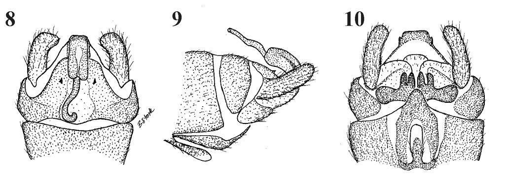 Figs 8-10: Sphaeronemoura shimizui. (8) Male terminalia, dorsal. (9) Male terminalia, lateral. (10) Male terminalia, ventral. Diagnosis.