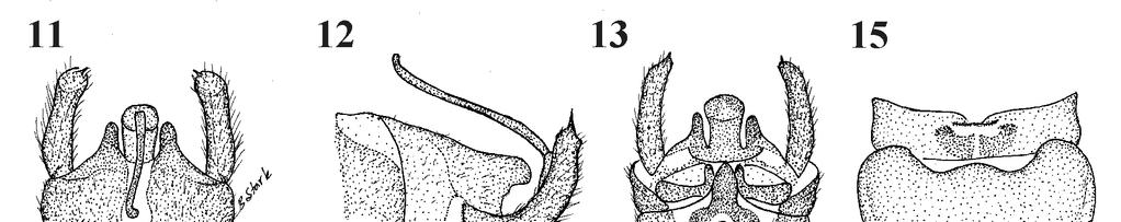 Figs 11-15: Sphaeronemoura spinacercia. (11) Male terminalia, dorsal. (12) Male terminalia, lateral. (13) Male terminalia, ventral. (14) Male epiproct, lateral. (15) Female terminalia, ventral.