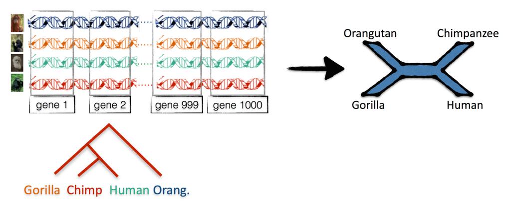 Gene tree matching the species
