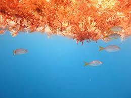 What is the ecologic role of sargassum in normal conditions?