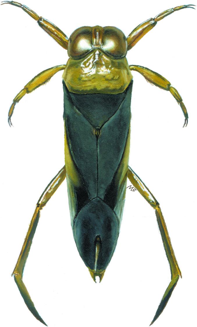 NIESER & ZETTEL: First record of Paranisops (Heteroptera: Notonectidae) from