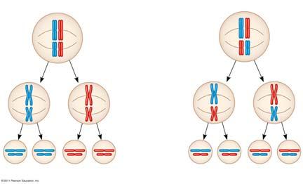 1 Possibility 2 Two equally probable arrangements of chromosomes at metaphase I Metaphase II Metaphase II
