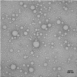 Fig. S14 TEM image of polydma 34 -b-poly(dma 14 -co-aa 6 )-b-polynipam 98 crosslinked nanoparticles* prior to dialysis. (scale bar = 100 nm, 2% uranyl acetate aqueous solution negative stain).