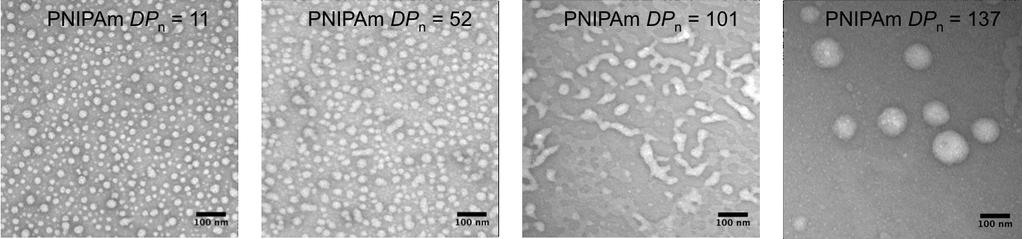 Fig. S18. TEM images of polydma 34 -b-poly(dma 14 -co-aa 6 )-b-polynipam n following purification by dialysis.