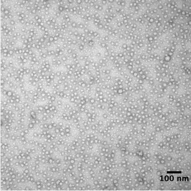 Fig. S4. TEM image of polydma 34 -b-poly(dma 14 -co-aa 6 )-b-polynipam 26 crosslinked nanoparticles prior to dialysis.