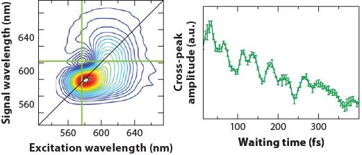 Coherent Dynamics Exciton coherence: Coherent superposition of eigenstates exhibits oscillatory behavior Cross-peaks in the 2D spectrum oscillate with waiting time
