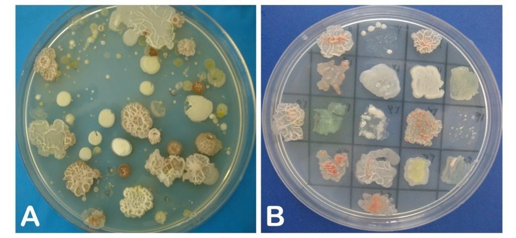 Can you name these bacteria? From: Ch.