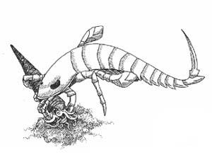 51Save The Rise of The Eurypterids Cephalopods were smaller and there were fewer of them than during the Ordovician Period.