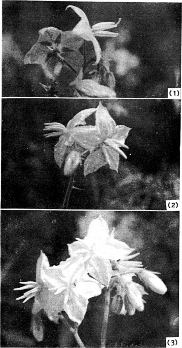 Pollination ecology of S. sysimhr!]blium 297 Figures 1-3. I. Hermaphroditc flowers of S.