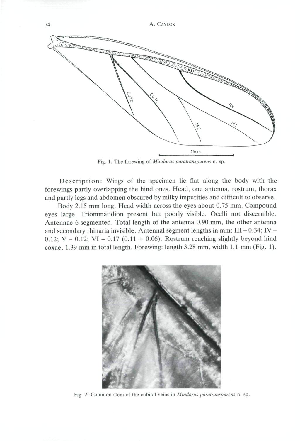 74 A. CZYLOK 1 m m Fig. 1: The forewing of Mindarus paratransparens n. sp. Description: Wings of the specimen lie flat along the body with the forewings partly overlapping the hind ones.