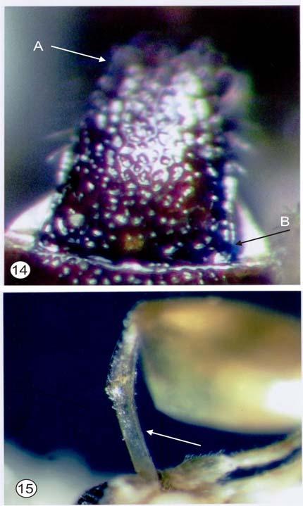Figs 14, 15: 14, Cosmophorus sp. petiole basally broad, A, petiole base, B, petiole apex. 15. Wesmaelia sp, arrow showing the tube-like and entirely fused tergum and sternum. Fig 16: Marshiella sp.