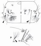 SOUTHEAST ASIAN J TROP MED PUBLIC HEALTH From PLATE 8: Seta 6-III with more than 15 branches PLATE 9 Seta 2-C single or with 2 or 3 distal branches, with short barbs mesally Seta 2-C with 2-14 distal