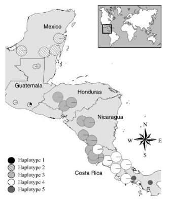 Steps in a phylogeographic study 1. Sample populations widely across geographical range of species 2.