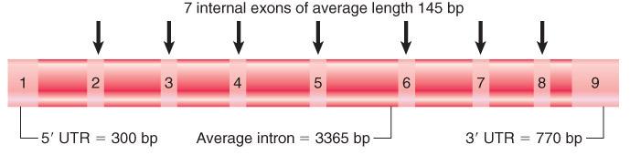 The Human Genome Has Fewer Genes Than Originally Expected The average human gene is ~27 kb long and has 9 exons, usually comprising two longer exons at each end and seven smaller,