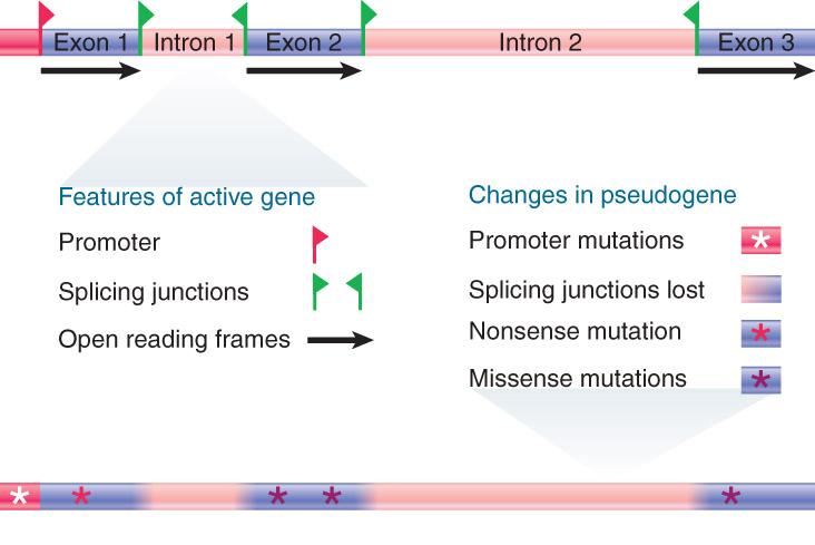 Pseudogenes Are Nonfunctional Gene Copies Nonprocessed pseudogenes result from incomplete duplication or secondcopy mutation of functional genes.
