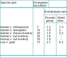 Curiously, pseudogenes evolve at about the same rate as silent base changes.